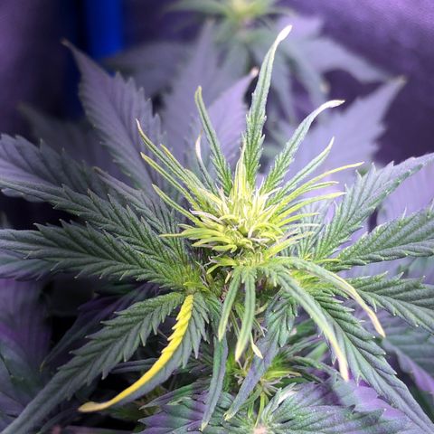 Big Devil Auto #1 growlog timeline photo