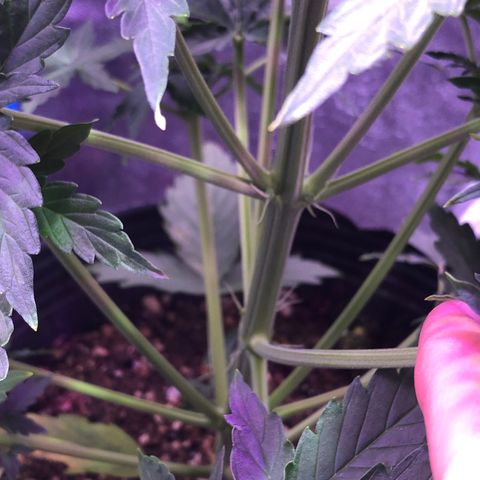 Big Devil Auto #1 growlog timeline photo