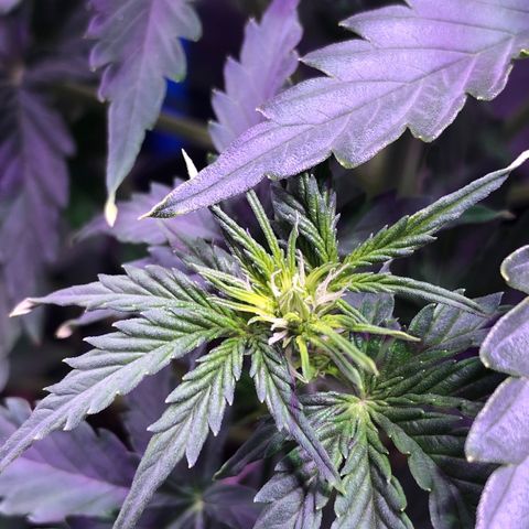 Big Devil Auto #1 growlog timeline photo
