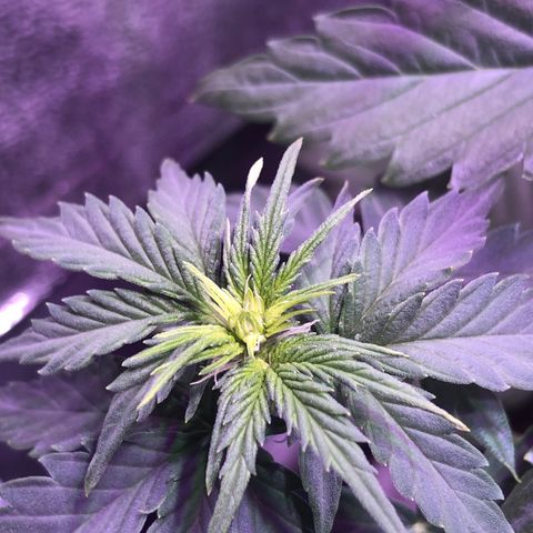 Big Devil Auto #1 growlog timeline photo