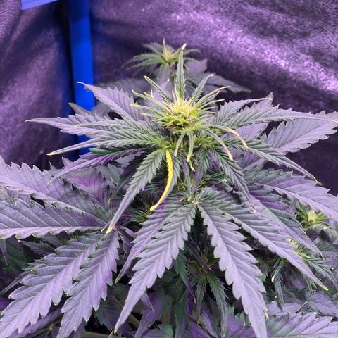 Big Devil Auto #1 growlog timeline photo