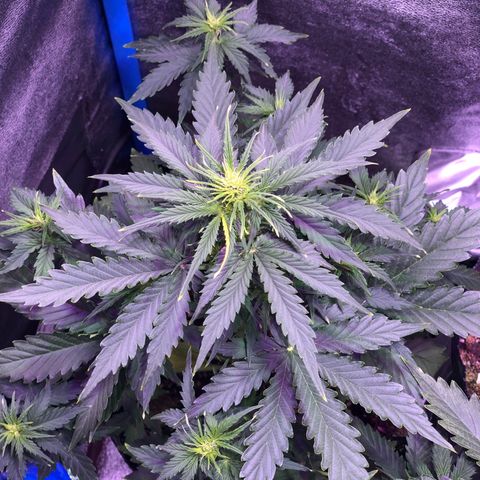 Big Devil Auto #1 growlog timeline photo