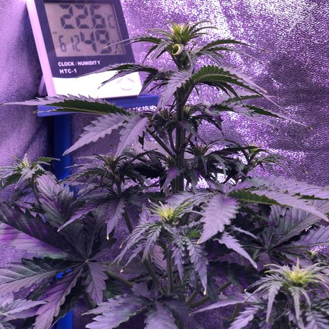 Big Devil Auto #1 growlog timeline photo