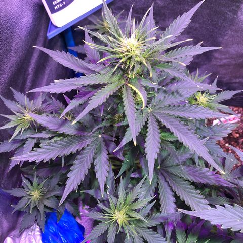 Big Devil Auto #1 growlog timeline photo
