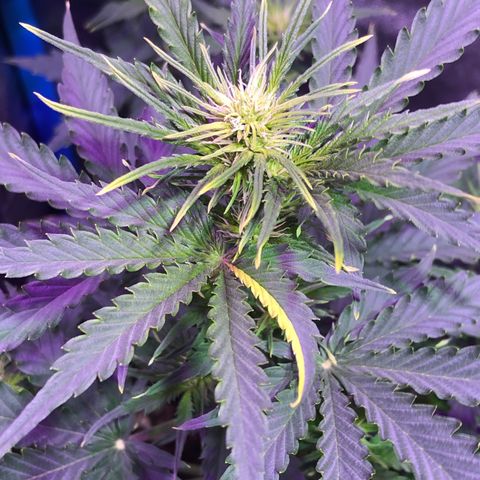 Big Devil Auto #1 growlog timeline photo