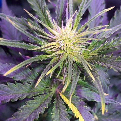 Big Devil Auto #1 growlog timeline photo