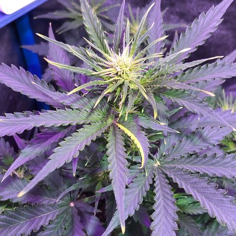 Big Devil Auto #1 growlog timeline photo