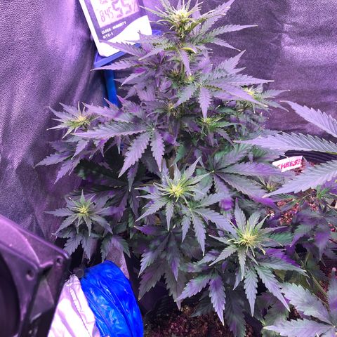 Big Devil Auto #1 growlog timeline photo
