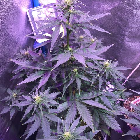 Big Devil Auto #1 growlog timeline photo