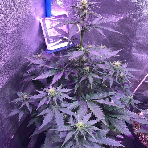 Big Devil Auto #1 growlog timeline photo