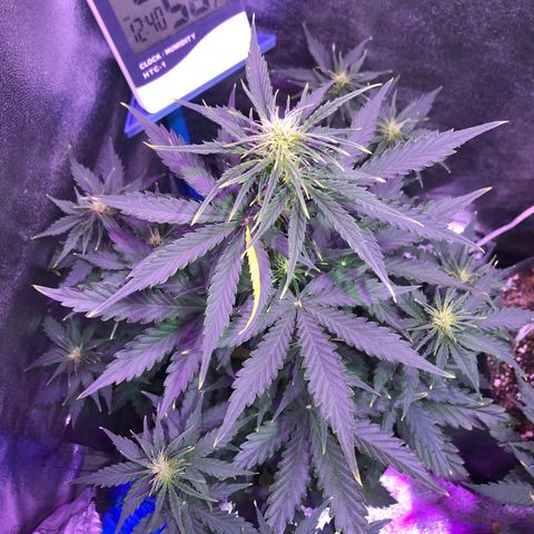 Big Devil Auto #1 growlog timeline photo