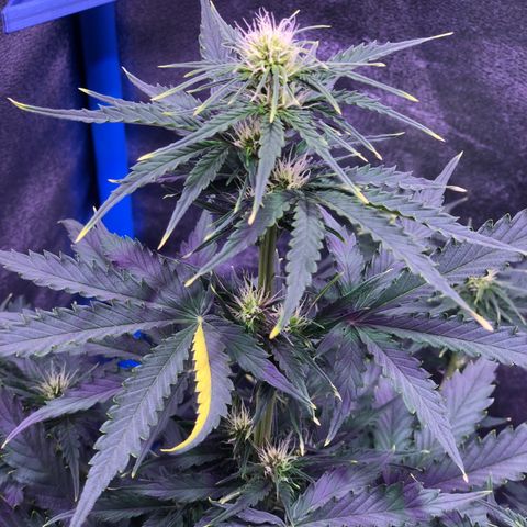 Big Devil Auto #1 growlog timeline photo