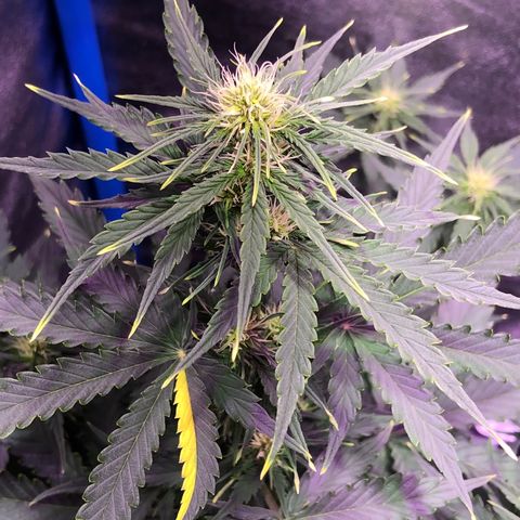 Big Devil Auto #1 growlog timeline photo