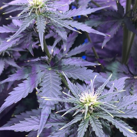 Big Devil Auto #1 growlog timeline photo