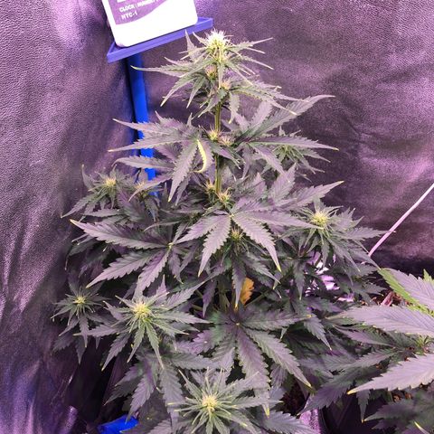 Big Devil Auto #1 growlog timeline photo