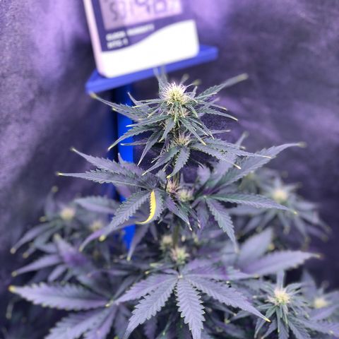 Big Devil Auto #1 growlog timeline photo