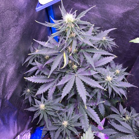 Big Devil Auto #1 growlog timeline photo