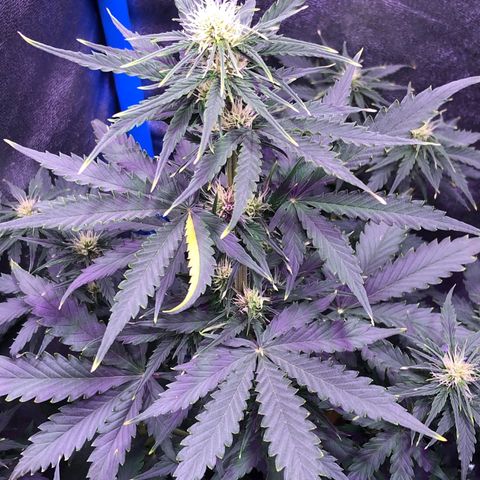 Big Devil Auto #1 growlog timeline photo