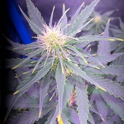 Big Devil Auto #1 growlog timeline photo