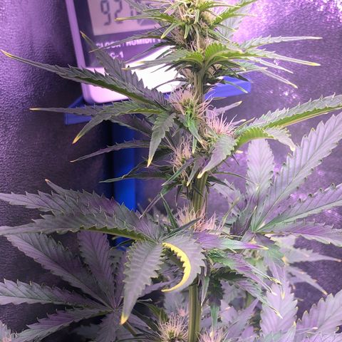 Big Devil Auto #1 growlog timeline photo