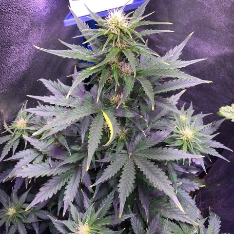 Big Devil Auto #1 growlog timeline photo