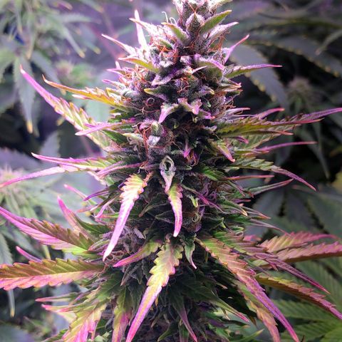 Big Devil Auto #1 growlog timeline photo