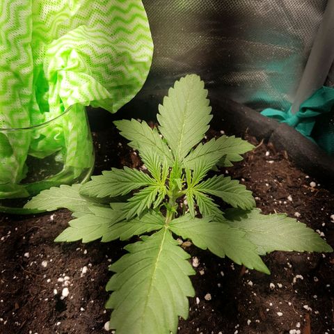 Hulkberry growlog timeline photo