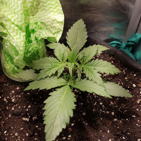 Hulkberry growlog timeline photo