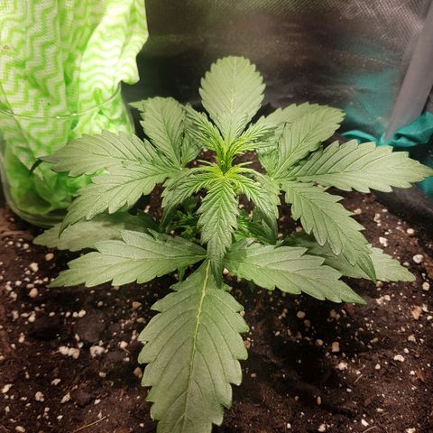 Hulkberry growlog timeline photo