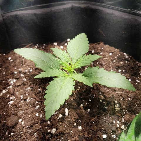 Hulkberry growlog timeline photo