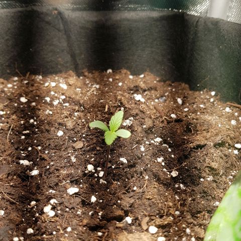 Hulkberry growlog timeline photo