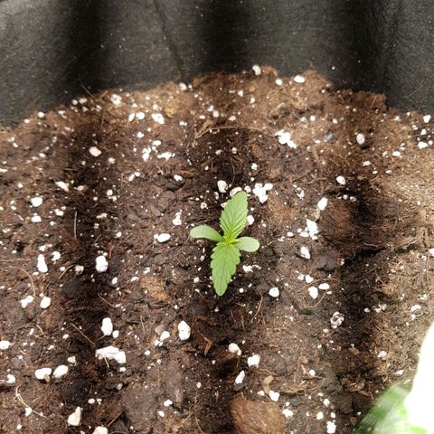 Hulkberry growlog timeline photo