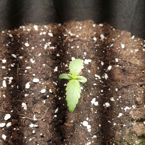 Hulkberry growlog timeline photo
