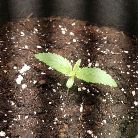 Hulkberry growlog timeline photo