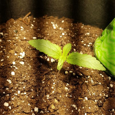 Hulkberry growlog timeline photo
