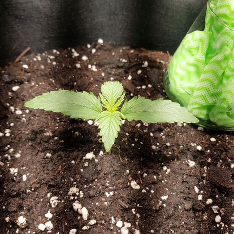 Hulkberry growlog timeline photo