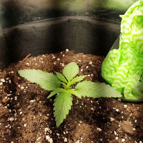 Hulkberry growlog timeline photo