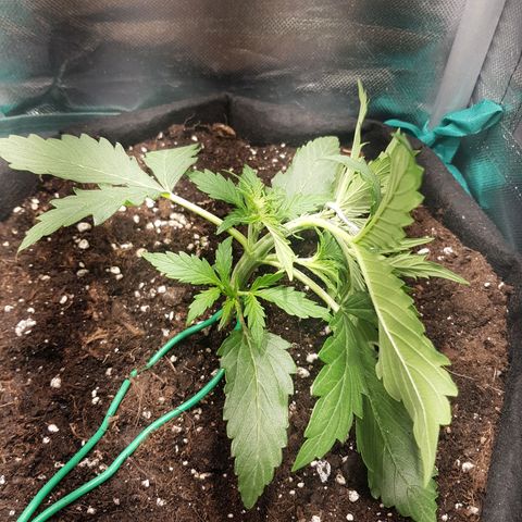 Hulkberry growlog timeline photo