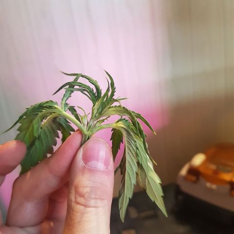 Hulkberry growlog photo: Accidental topping