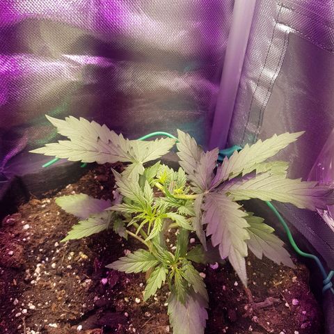 Hulkberry growlog photo: Accidental topping