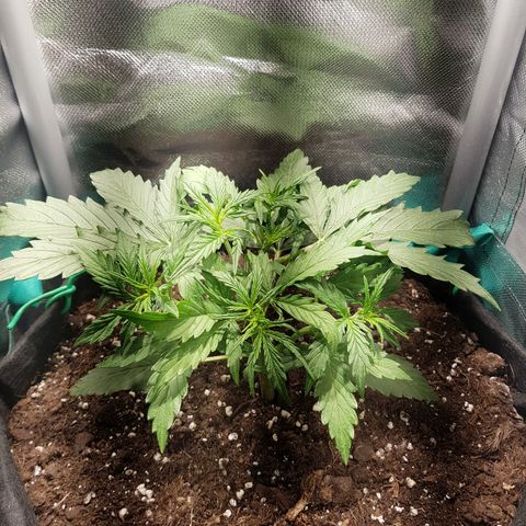 Hulkberry growlog timeline photo