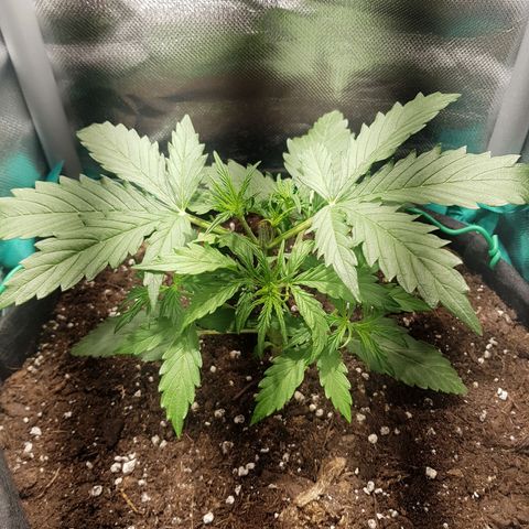 Hulkberry growlog timeline photo