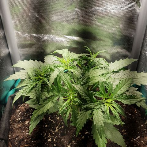 Hulkberry growlog timeline photo