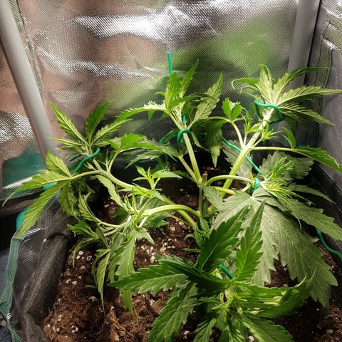 Hulkberry growlog timeline photo