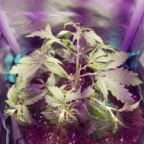 Hulkberry growlog timeline photo