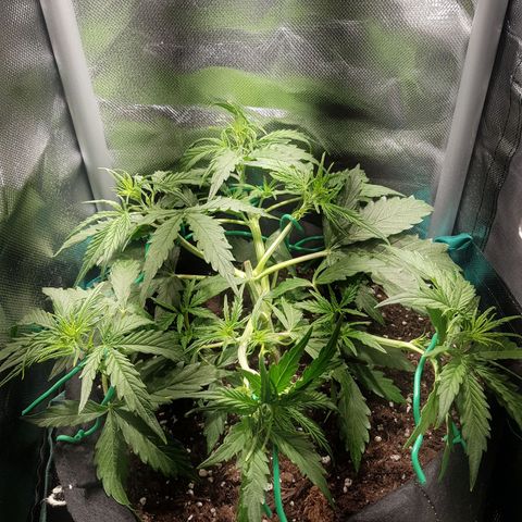 Hulkberry growlog timeline photo