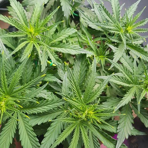 Hulkberry growlog timeline photo