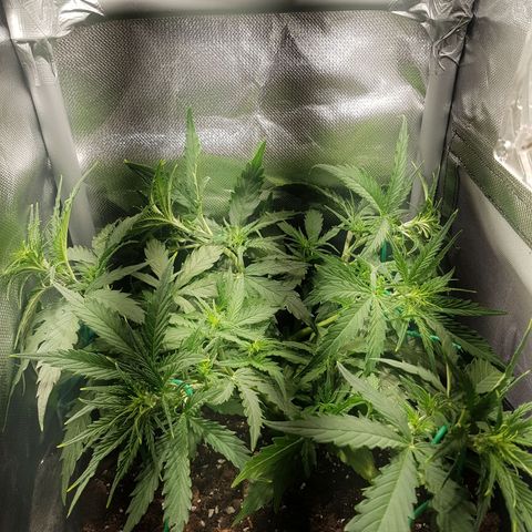 Hulkberry growlog timeline photo