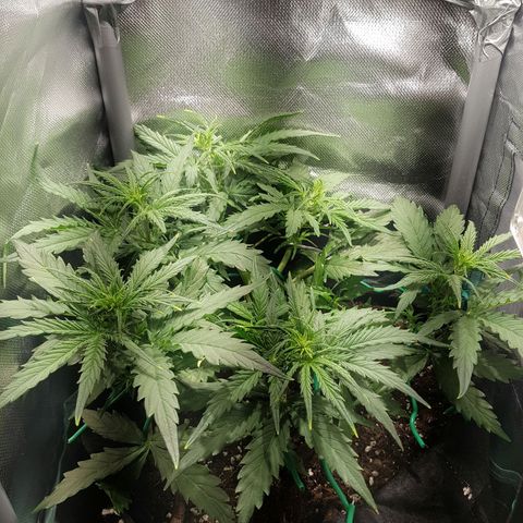 Hulkberry growlog timeline photo