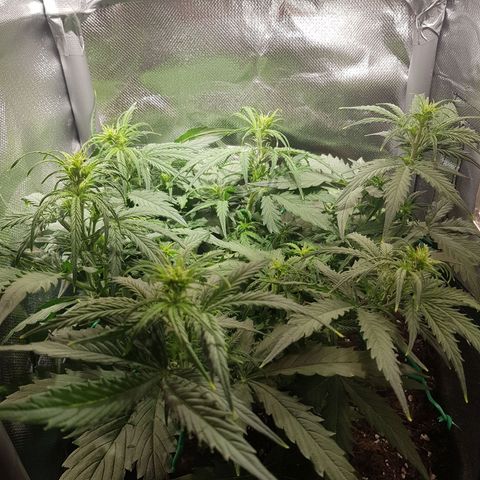 Hulkberry growlog timeline photo
